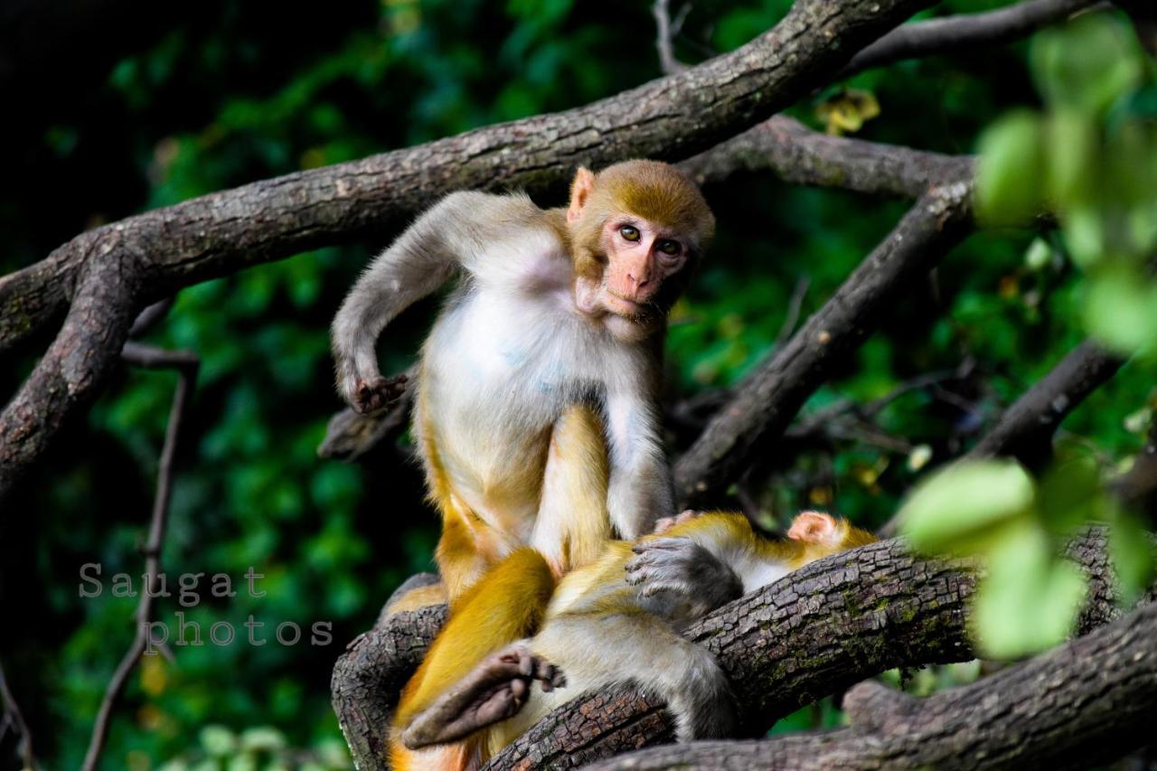 Bardia Wildlife Resort Bardiya Екстериор снимка