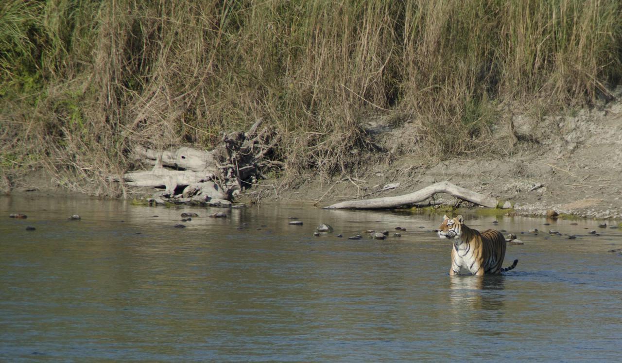 Bardia Wildlife Resort Bardiya Екстериор снимка