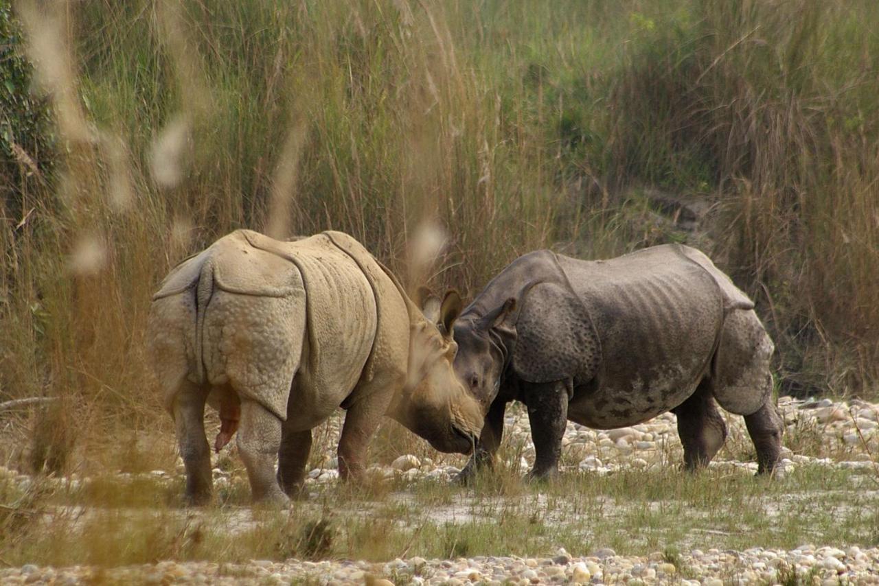 Bardia Wildlife Resort Bardiya Екстериор снимка