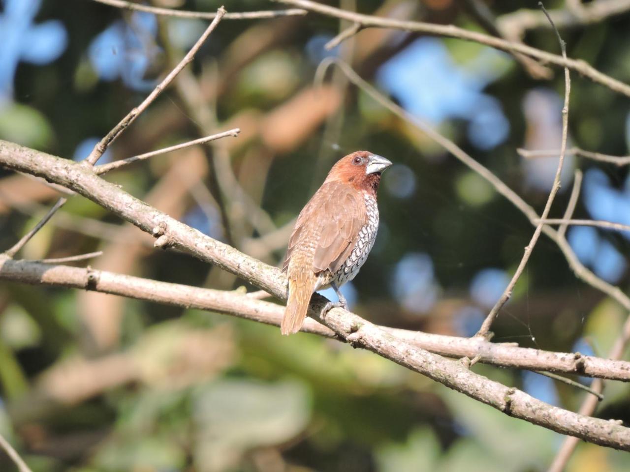 Bardia Wildlife Resort Bardiya Екстериор снимка